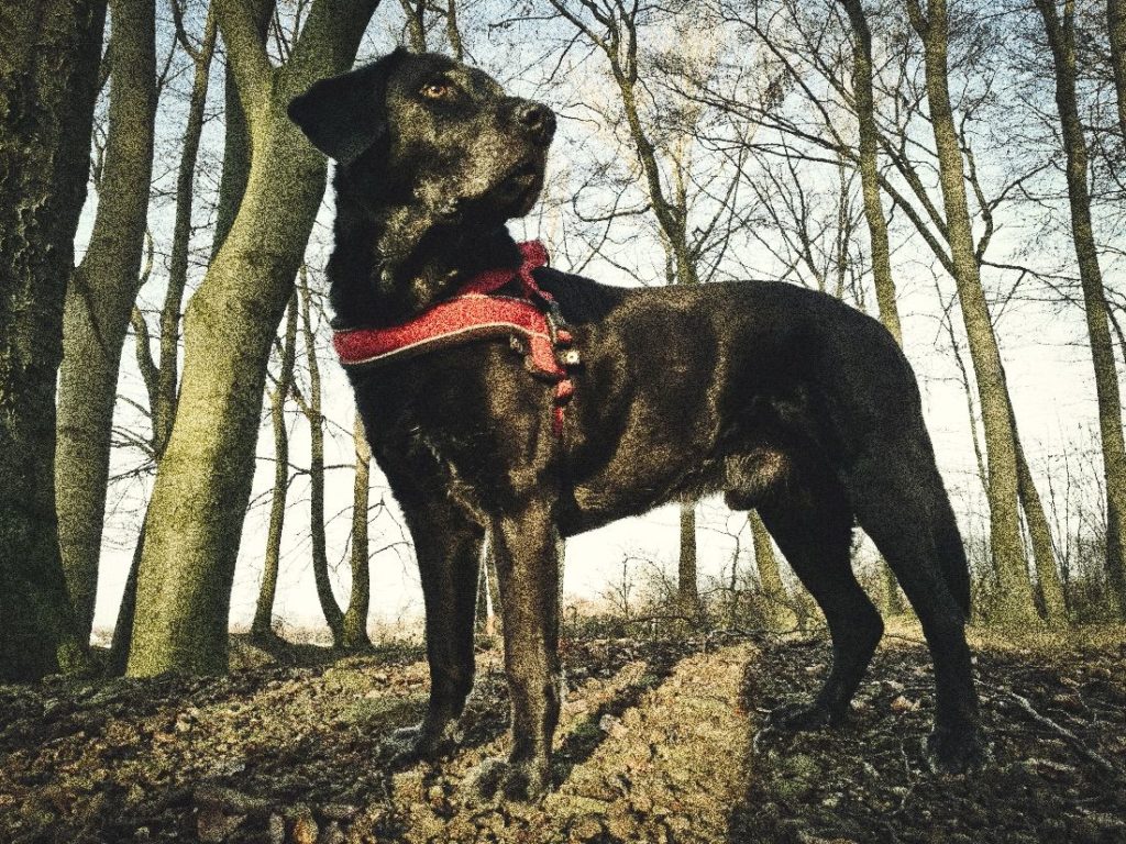 Ein Labrador will beim Auslauf beschäftigt werden.