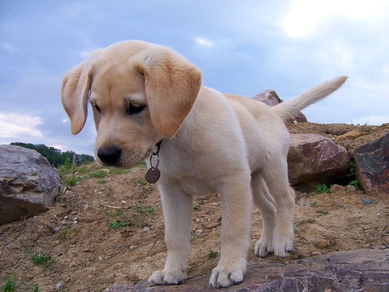 Ab Wann Heben Labrador Rüden Das Bein Wann ist ein Labrador ausgewachsen? - Labrador & ich