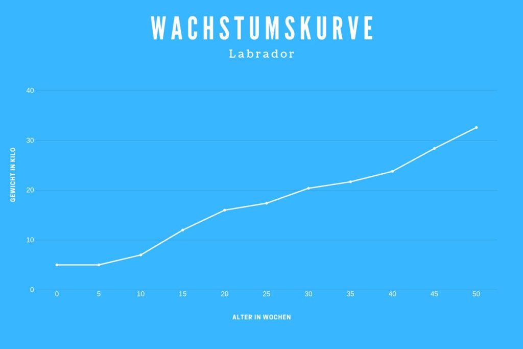 Wachstumskurve Labrador - Wie groß ist ein Labrador im Wochenverlauf?