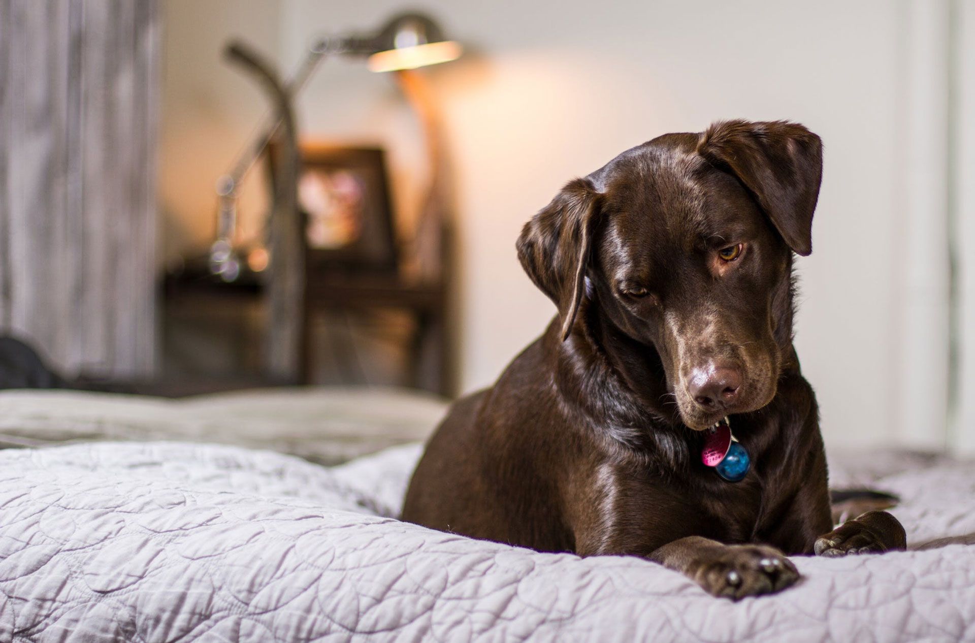 wann ist der labrador ausgewachsen