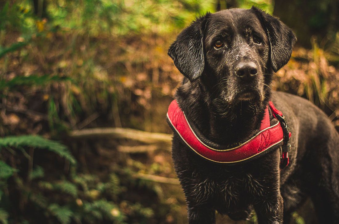 wann ist der labrador ausgewachsen