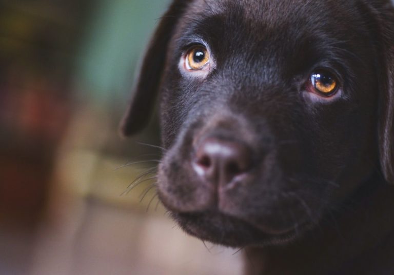 Wie viel Auslauf braucht ein Labrador? Labrador &amp; ich