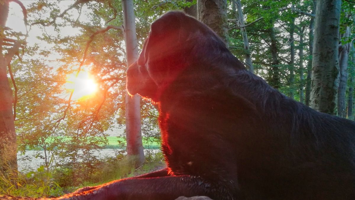 Wie viel Auslauf braucht ein Labrador?