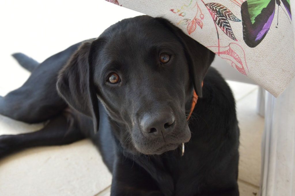 Der Blick, wenn dein Labrador alleine bleiben soll.