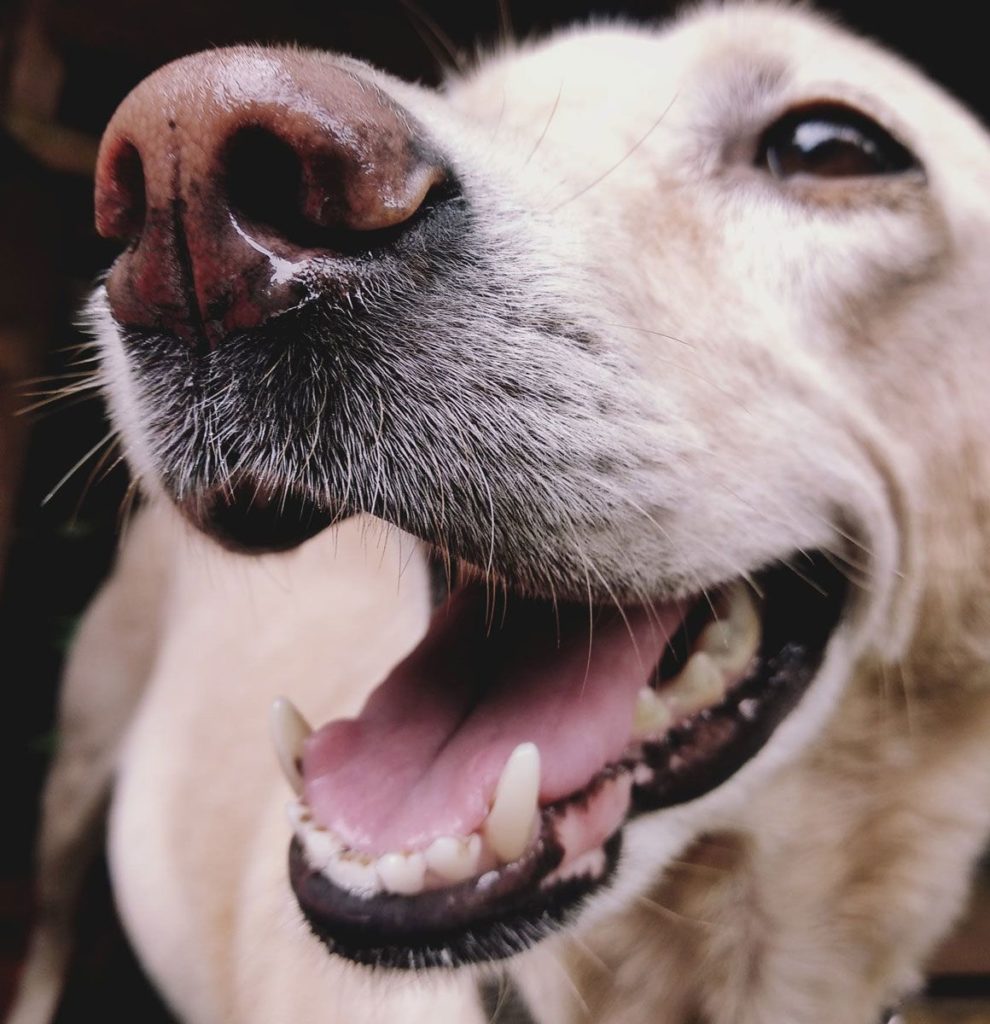 Labrador nach dem Wechsel von Milchzähnen zu bleibenden Zähnen 