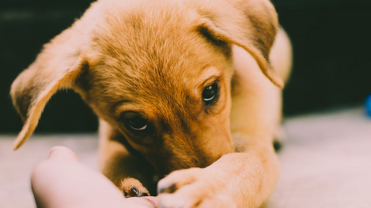 Wann verliert ein Labrador seine Milchzähne