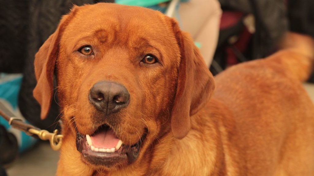 Ein Foxred (fuchsroter) Labrador auf einer Ausstellung