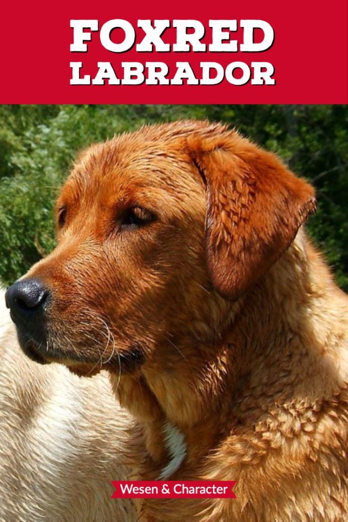 Alles zum Charakter des Foxred Labrador Retriever