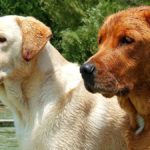 Foxred Labrador Wesen und Charakter