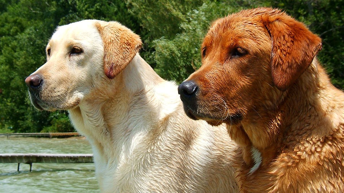 Foxred Labrador Wesen und Charakter