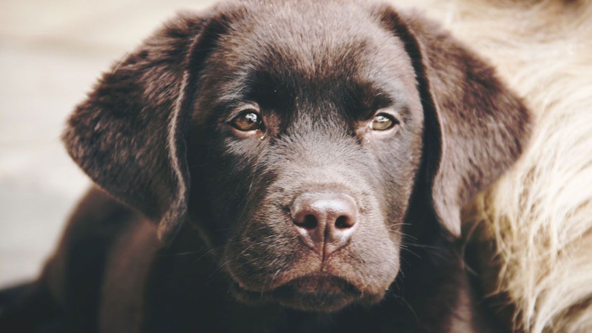 Wie viel kostet ein Labrador Welpe im Tierheim?