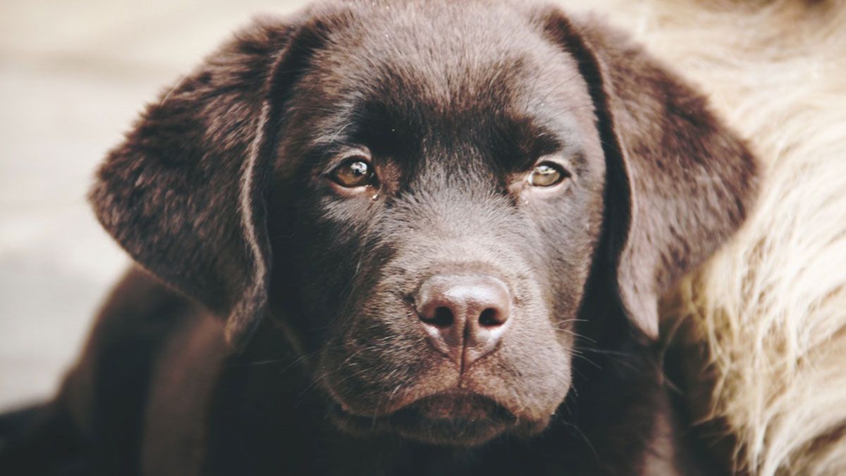 wann ist der labrador ausgewachsen