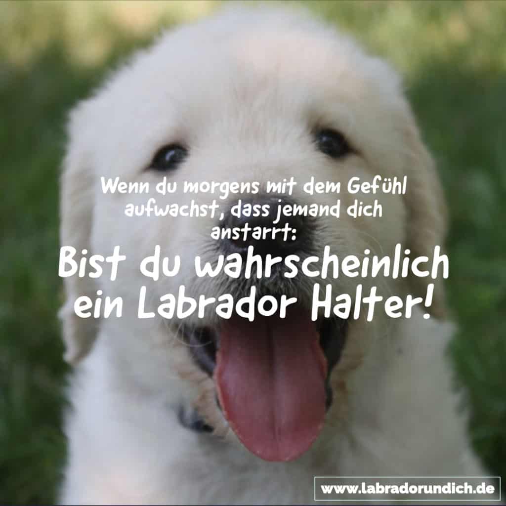 Labrador Zitat für Labbi Halter