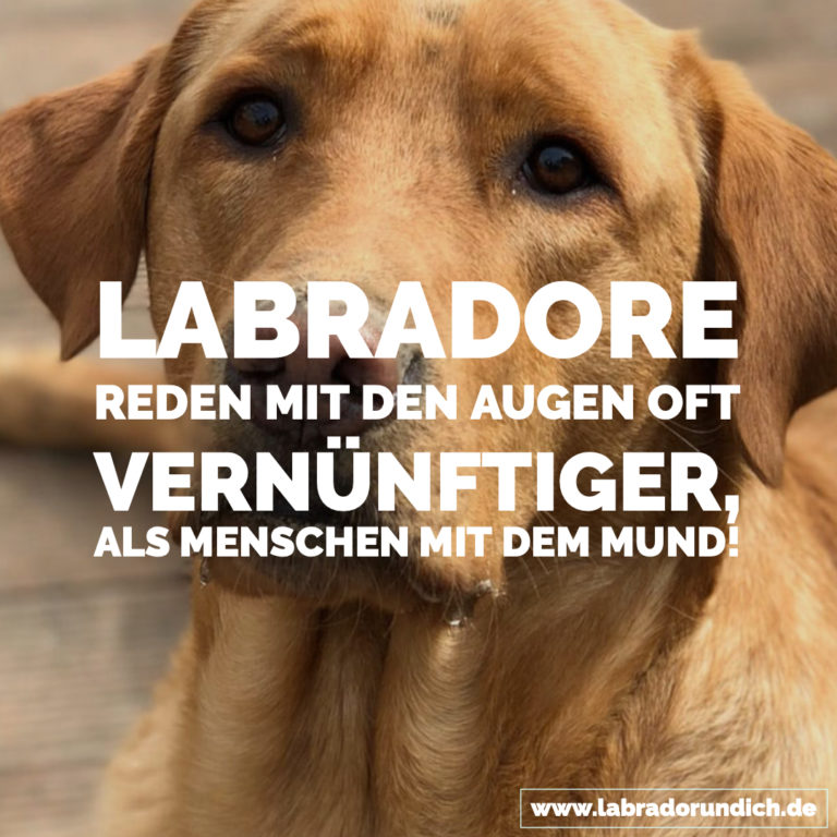 Die 20 besten Labrador Sprüche aus meiner Sammlung Labrador & ich