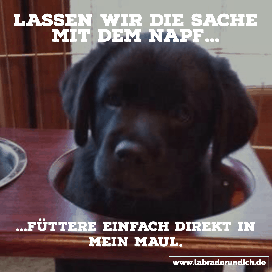 Die 20 Besten Labrador Spruche Aus Meiner Sammlung Labrador Ich