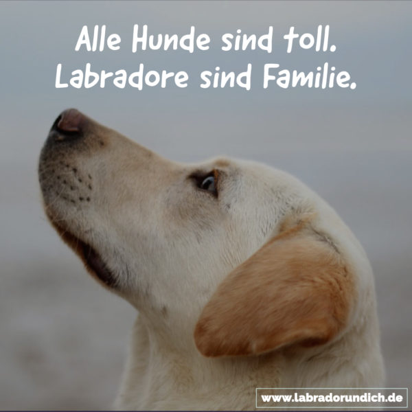 Die 20 besten Labrador Sprüche aus meiner Sammlung Labrador & ich