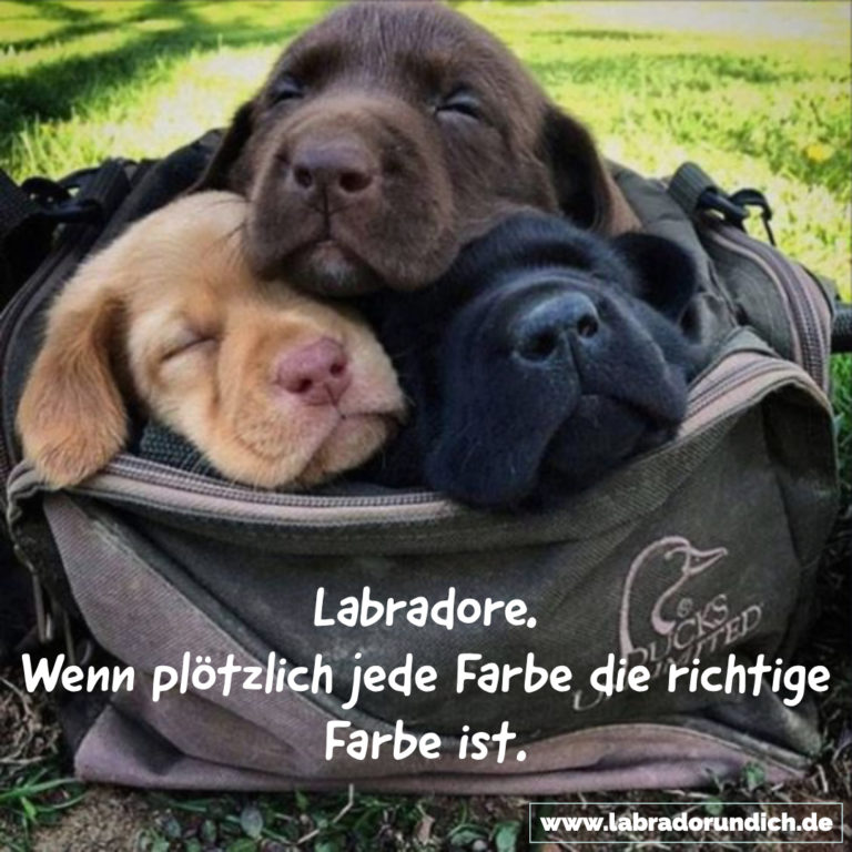 Die 20 besten Labrador Sprüche aus meiner Sammlung Labrador & ich