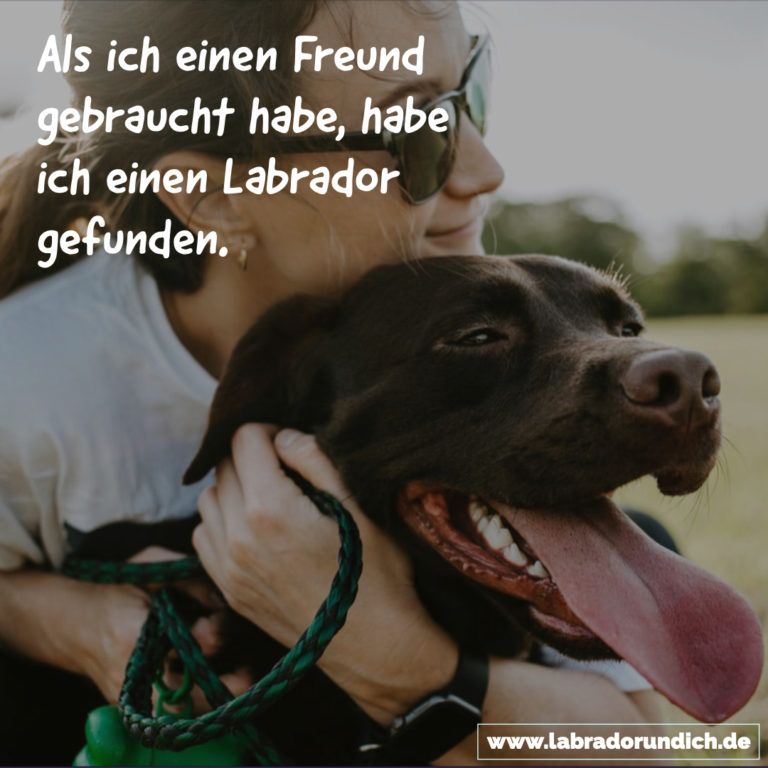 Die 20 besten Labrador Sprüche aus meiner Sammlung Labrador & ich