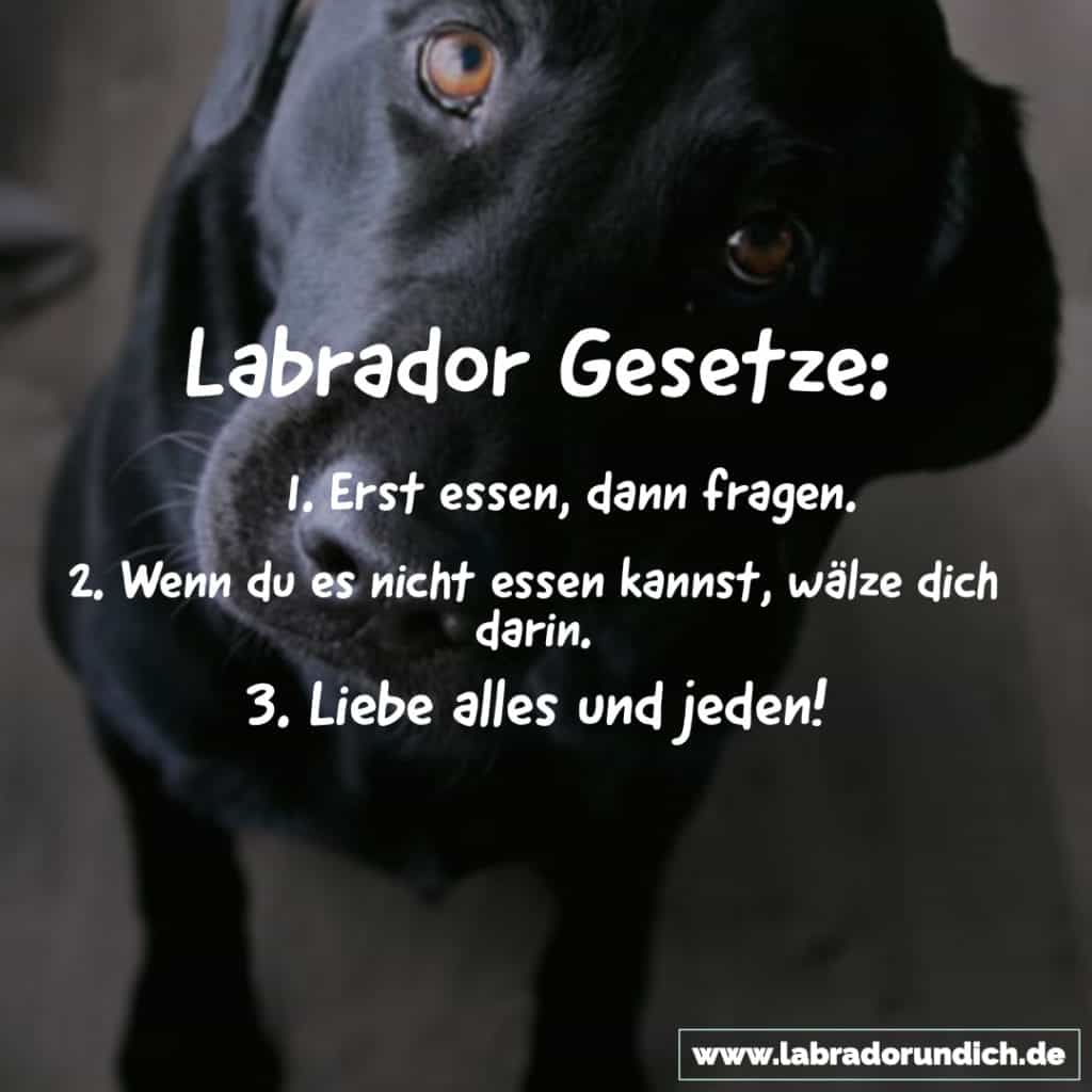 Labrador Spruch zu den Gesetzen der Labbis.