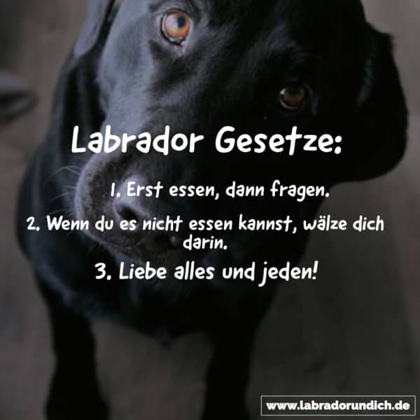Die 20 besten Labrador Sprüche aus meiner Sammlung Labrador & ich