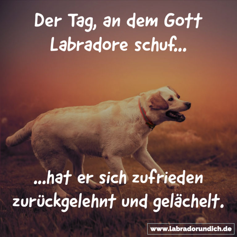 Die 20 besten Labrador Sprüche aus meiner Sammlung Labrador & ich