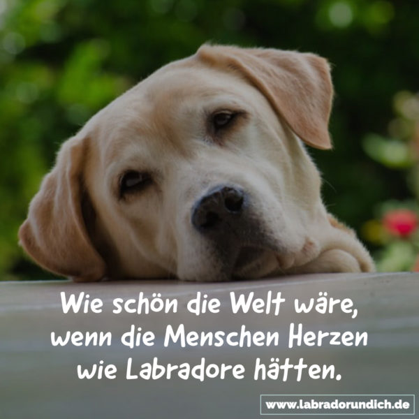Die 20 besten Labrador Sprüche aus meiner Sammlung Labrador & ich