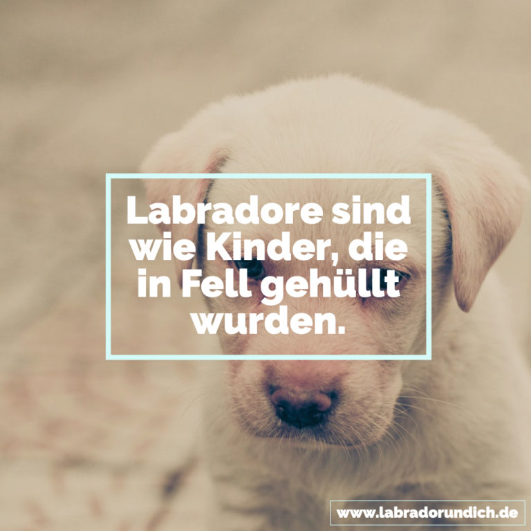 Die 20 besten Labrador Sprüche aus meiner Sammlung Labrador &amp; ich