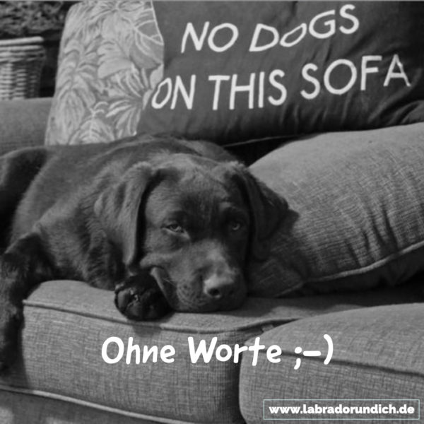 Die 20 besten Labrador Sprüche aus meiner Sammlung Labrador & ich
