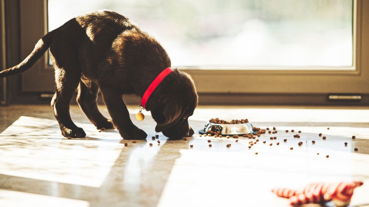 Welches Futter für Labrador Welpen