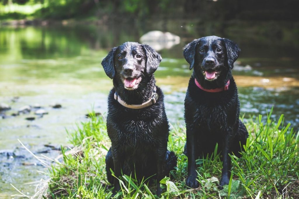 Den Fellwechsel beim Labrador durch Schwimmen unterstützen