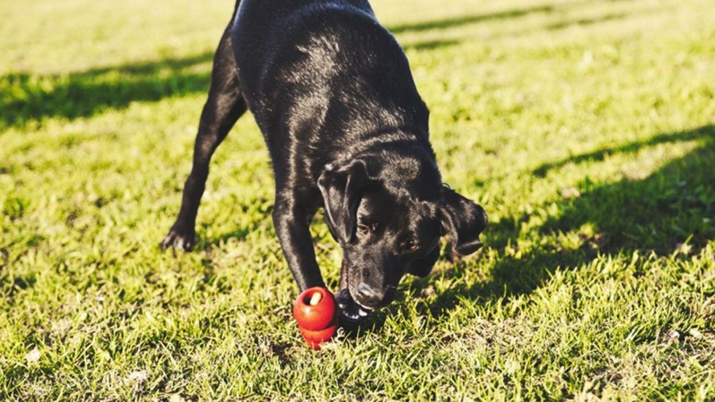 Labrador mit Kong und Leckerchen