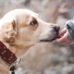 Welches Obst und Gemüse ist für deinen Labrador gut?