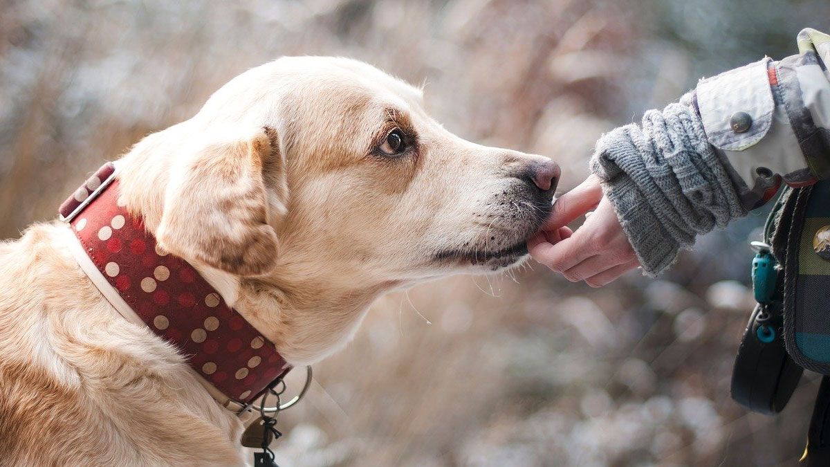 Welches Obst und Gemüse ist für deinen Labrador gut?