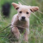 Welche Leckerlis sind für Labrador Welpen gut?
