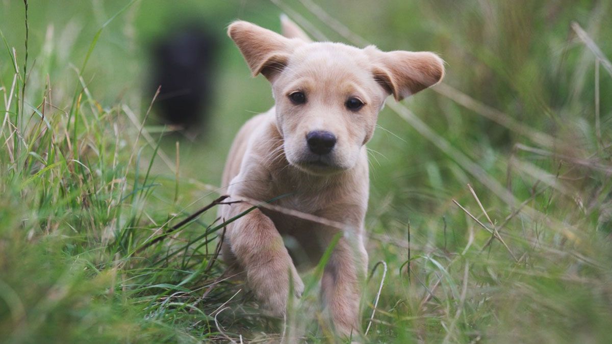 Welche Leckerlis sind für Labrador Welpen gut?