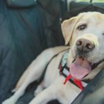 Labrador im Auto transportieren