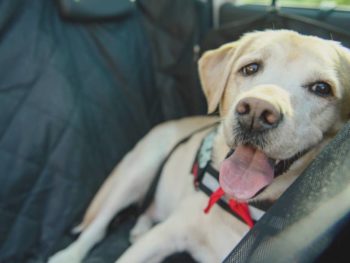 Labrador im Auto transportieren