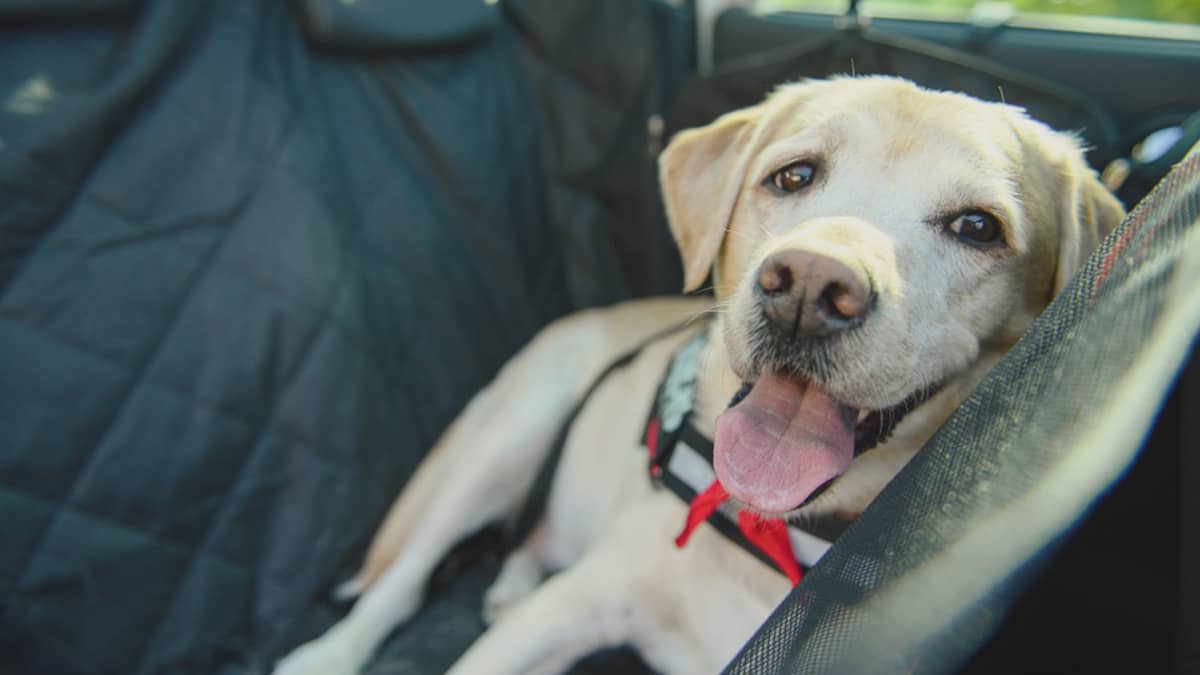 Labrador im Auto transportieren