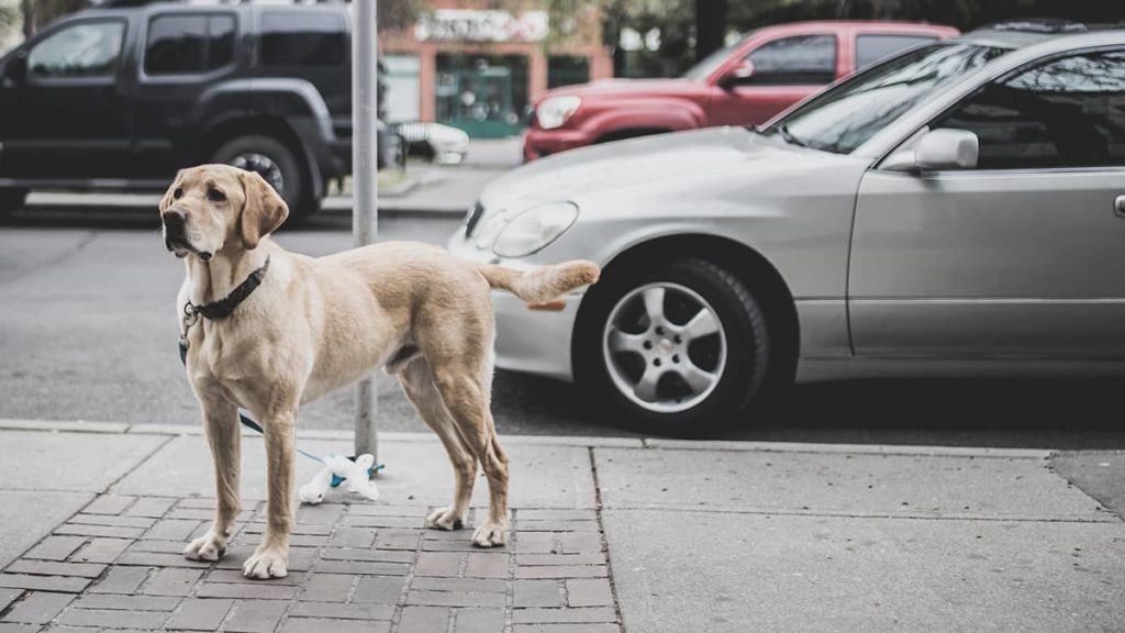 Labrador vor der Autofahrt