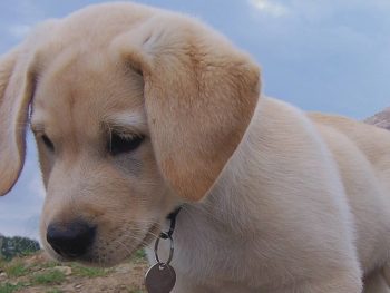 Mini Labrador