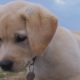 Mini Labrador