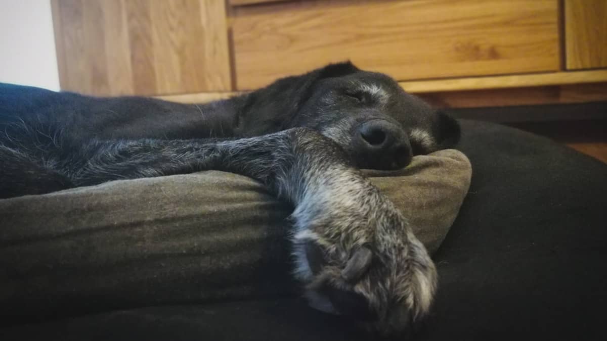 Welches Hundebett ist das beste für einen Labrador